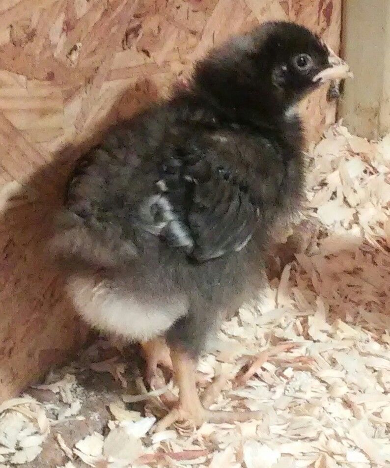  I'm not sure if this is a cross are not. It's size is much larger than it's hatch mates